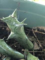 Orbea schweinfurthii