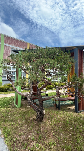 Japanese red pine