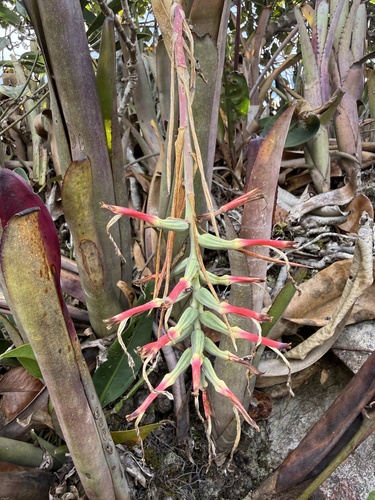Billbergia vittata, photograph 2