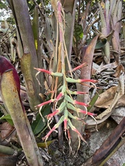 Billbergia vittata, photograph (c) Suzana Ehlin Martins, some rights reserved (CC BY-SA)