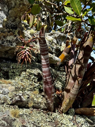 Billbergia vittata, photograph 3