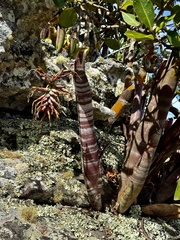 Billbergia vittata, photograph (c) Suzana Ehlin Martins, some rights reserved (CC BY-SA)