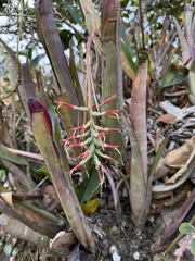 Billbergia vittata, photograph (c) Suzana Ehlin Martins, some rights reserved (CC BY-SA)