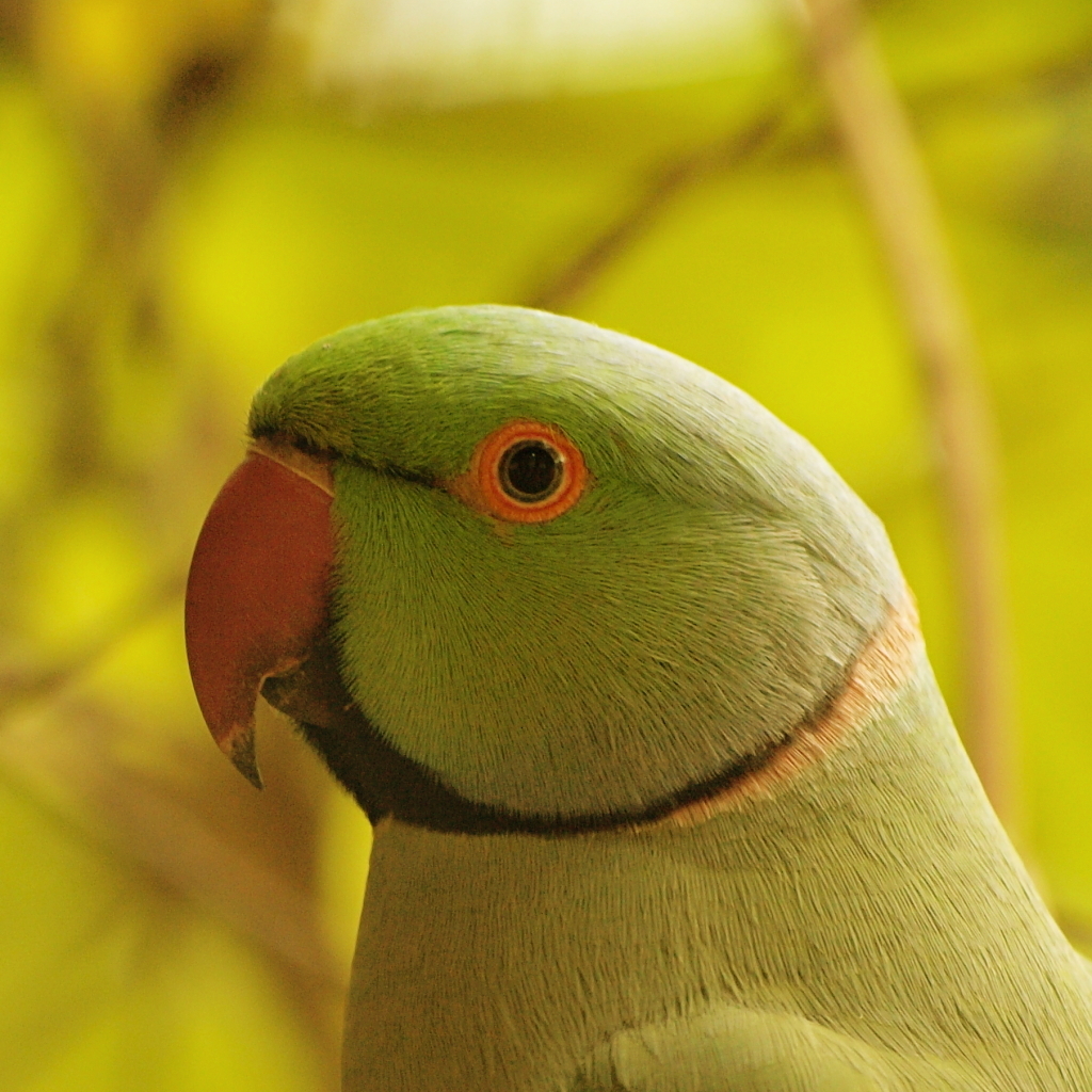 Rose-ringed parakeet | New Zealand Birds Online