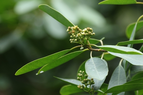 Santalum ellipticum, photograph 1