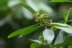 Santalum ellipticum, photograph author not stated, no rights reserved