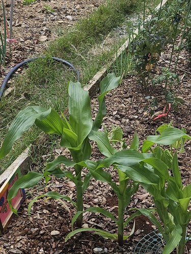 Maize