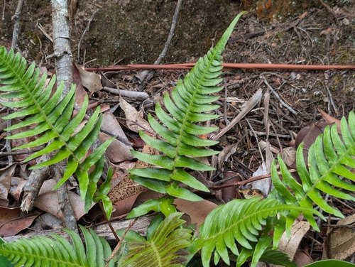 Blechnum appendiculatum, photograph 3