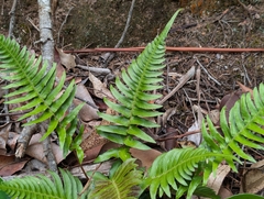 Blechnum appendiculatum, photograph author not stated, no rights reserved