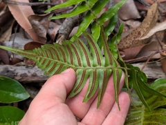Blechnum appendiculatum, photograph author not stated, no rights reserved