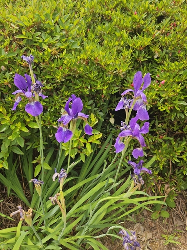 Japanese Iris