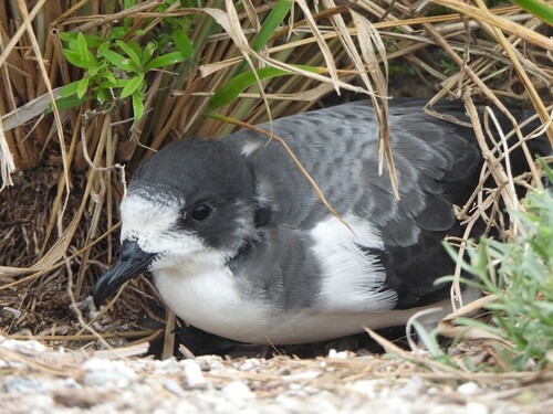 Pterodroma hypoleuca observed 2025-06-09
