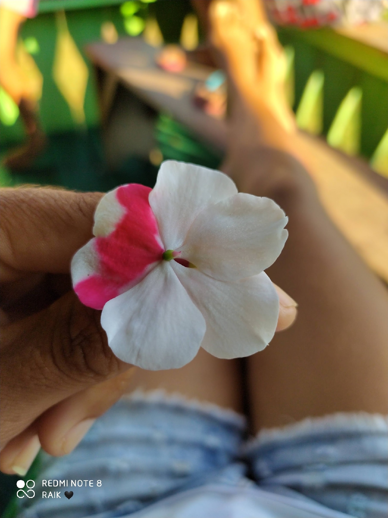 Impatiens walleriana