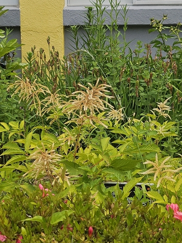 Goatsbeard