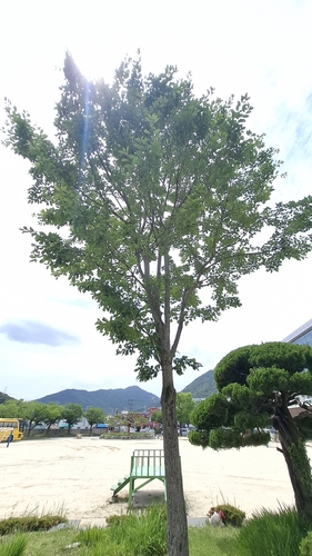 Tassel Tree