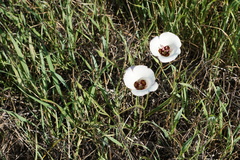Calochortus catalinae