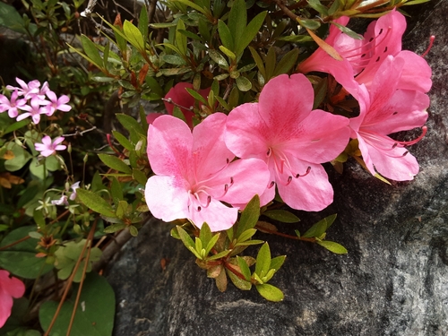 royal azalea