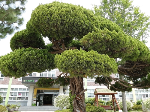 Chinese juniper