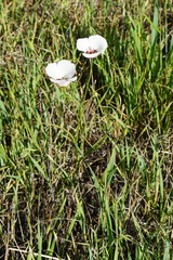 Calochortus catalinae