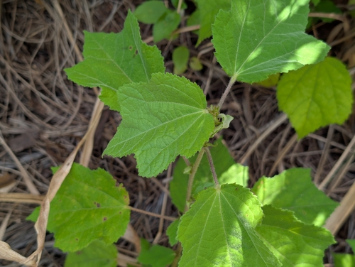 Triumfetta semitriloba observed 2026-05-25