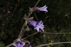 Campanula lyrata