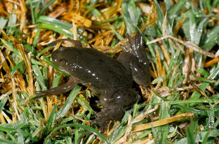 Marsabit Clawed Frog