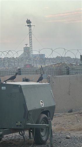 House Crow