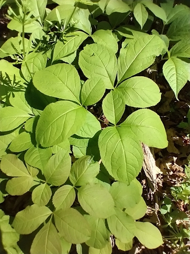 wild sarsaparilla (Aralia nudicaulis)