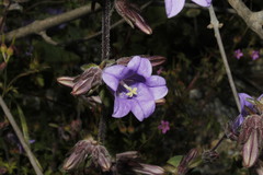 Campanula lyrata