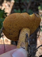 Suillus fuscotomentosus