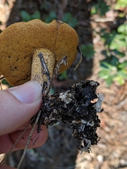 Suillus fuscotomentosus