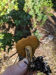 Suillus fuscotomentosus