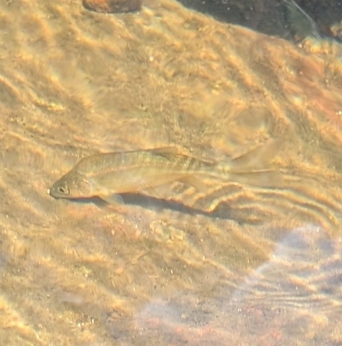Gila-kopvoorn (Gila intermedia) — Cyprinidae — 5