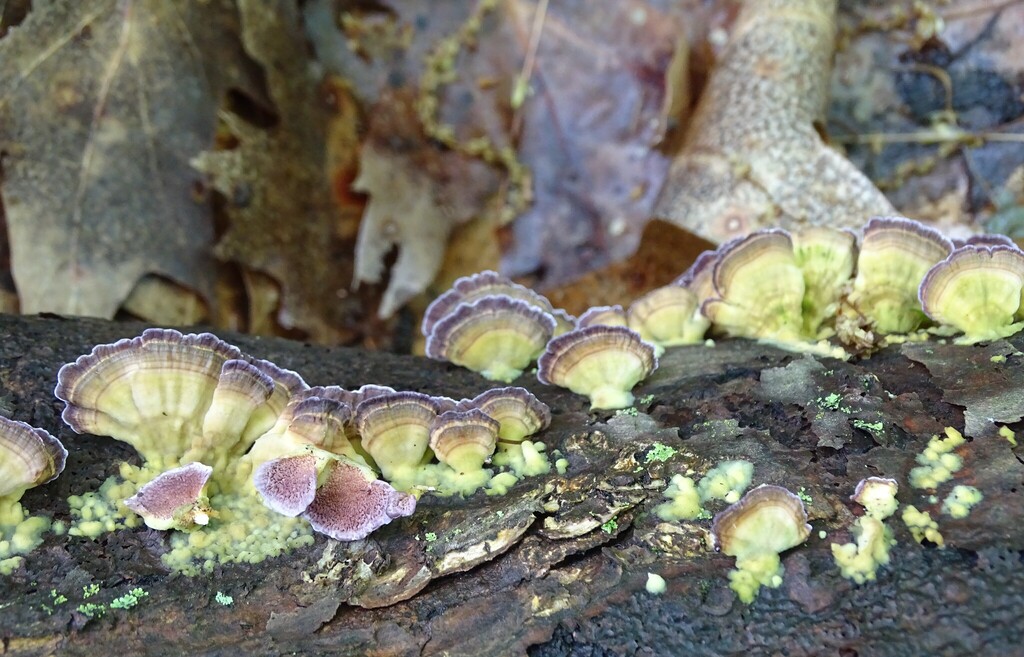 violet-toothed polypore · May 2026 · photo: Photo: (c) Shirley Zundell, some rights reserved (CC BY) · iNaturalist