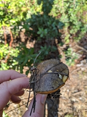 Suillus fuscotomentosus
