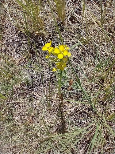 Erysimum asperum, photograph 4