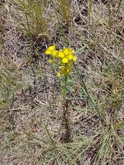 (c) Tom Norton, some rights reserved (CC BY) Erysimum asperum, photograph (c) Tom Norton, some rights reserved (CC BY)
