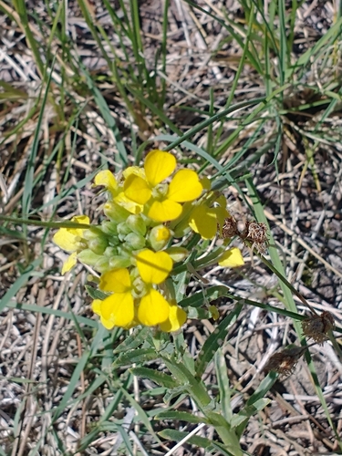 Erysimum asperum, photograph 5