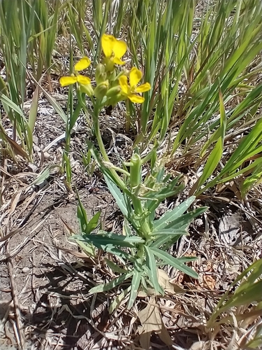 Erysimum asperum, photograph 6