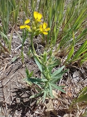 Erysimum asperum, photograph (c) Tom Norton, some rights reserved (CC BY)
