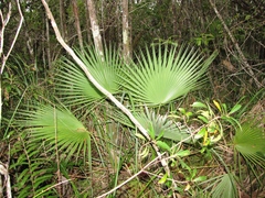 Acoelorraphe wrightii