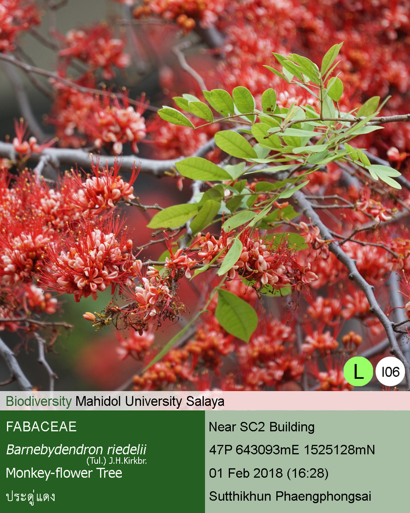 Barnebydendreae