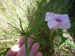 Ipomoea platensis