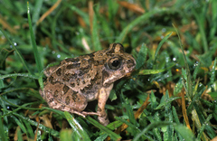 Tomopterna gallmanni