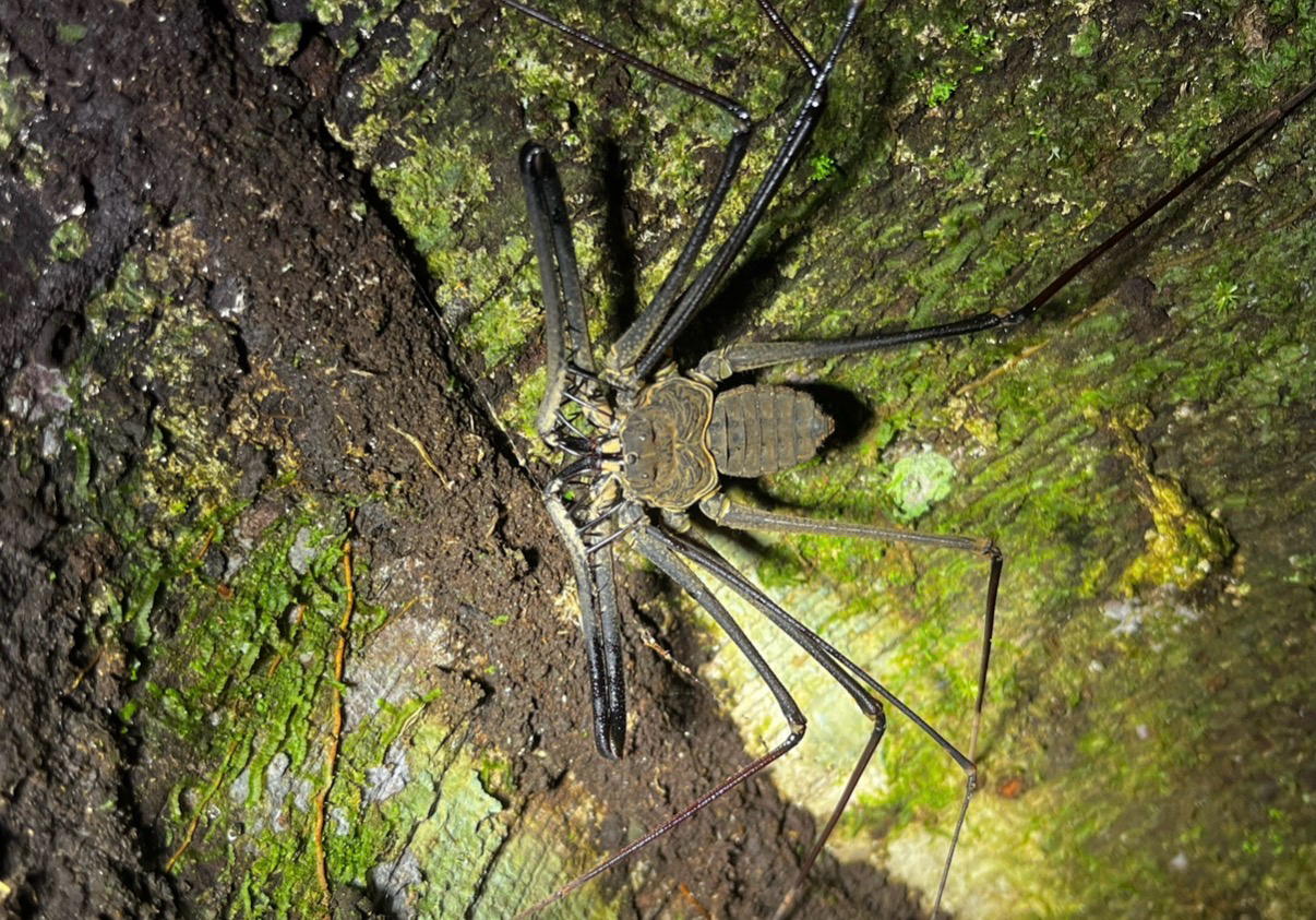 Heterophrynus batesii (Butler, 1873)