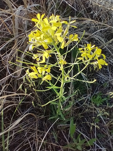 Erysimum asperum
