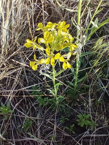 Erysimum asperum, photograph 2