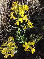 (c) Tom Norton, some rights reserved (CC BY) Erysimum asperum, photograph (c) Tom Norton, some rights reserved (CC BY)