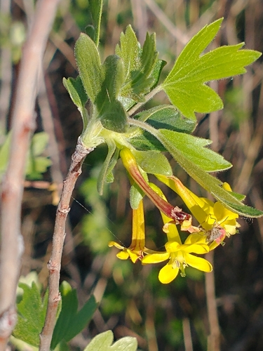 grosellero dorado