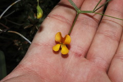 Lathyrus annuus